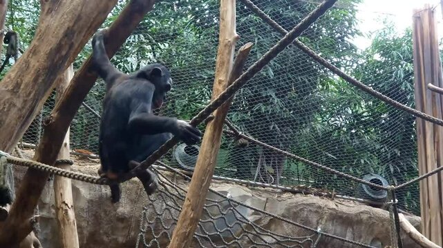 Bonobo, its scientific name is Pan paniscus