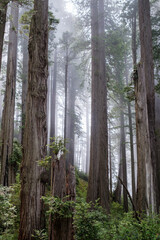 Morning mist, Damnation trail, Del Norte National Park redwood forest, California, USA