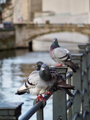 Fototapeta premium A picturesque scene of pigeons perched on an iron railing, with a serene river and arched bridge in the background, capturing the peaceful urban wildlife setting.