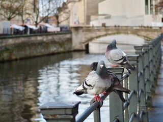 Fototapeta premium A picturesque scene of pigeons perched on an iron railing, with a serene river and arched bridge in the background, capturing the peaceful urban wildlife setting.