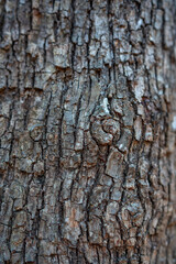 Texture of bark tree close up