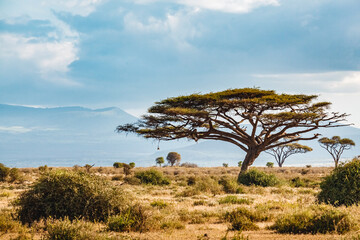 Obraz premium Savanna landscape with tree in Africa