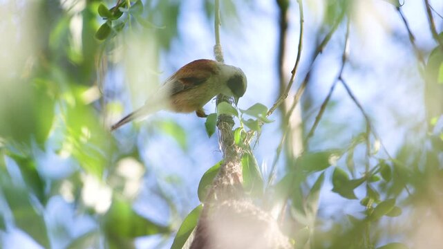 Eurasian penduline tit weaves its nest in the spring