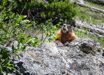 Yellow Bellied Marmot in Yellowstone National Park, Wyoming, USA