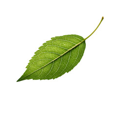 Obraz premium Green leaves currant isolated on white background