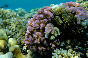 Rasp coral or cauliflower coral, knob-horned coral (Pocillopora verrucosa) undersea, Red Sea,...
