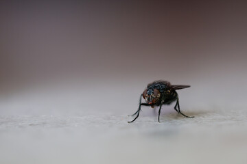 Housefly walking on white surface with blurred background