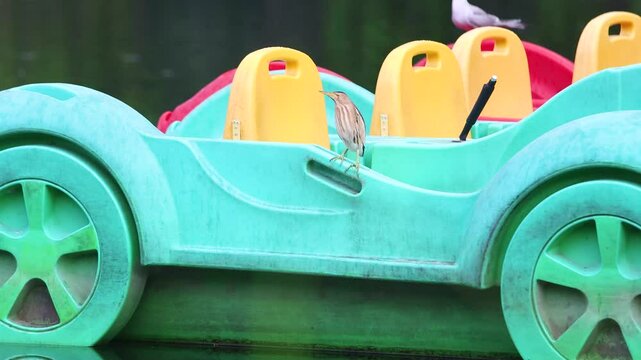 Little bittern sitting on a catamaran in a city park