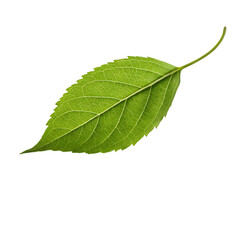 Green leaves currant isolated on white background
