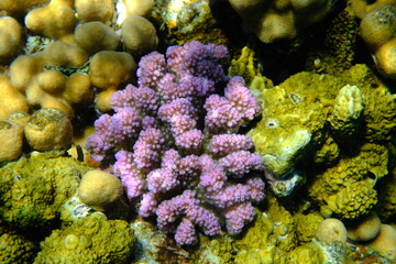 Rasp coral or cauliflower coral, knob-horned coral (Pocillopora verrucosa) undersea, Red Sea, Egypt, Sharm El Sheikh, Montazah Bay