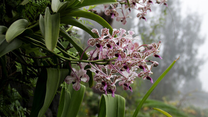 Obraz premium Close-Up of Pink and White Speckled Orchid Blooms with Lush Green Leaves in a Misty Garden Landscape