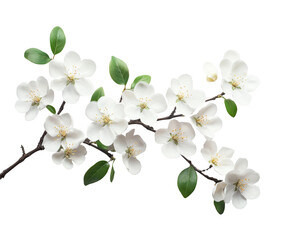 White flowering branch with delicate blossoms and vibrant green leaves isolated on transparent background