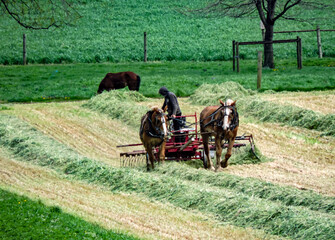 Obraz premium A worker uses horses to harvest hay in a lush green field. The task takes place under a clear sky, showcasing the beauty of spring farming activities.