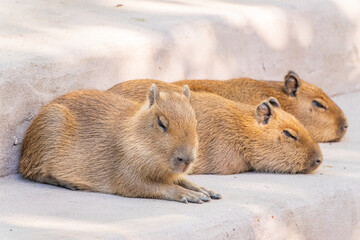 Three capybara in the park