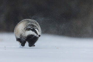 European badger (Meles meles) running and hardly touching the snow © michal