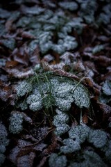 plante