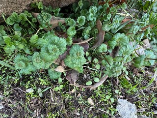 Henbit green leaves. Green bright fresh leaf plant Lamium amplexicaule. Close-up detail. Lamium amplexicaule, commonly known as henbit dead-nettle. The leaves, are amplexicaul (clasping the stem).
