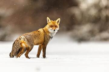 male red fox (Vulpes vulpes) looking for prey under the snow with his muzzle