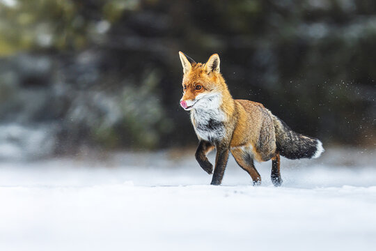 male red fox (Vulpes vulpes) licking himself before the next hunt