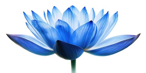 Blue lotus flower isolated on white background, blue lotus flower close up isolated on transparent background