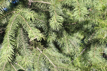 close up of a pine tree, fir tree branches 