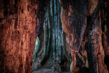fire damaged tree, Del Norte Redwood forest, California, USA