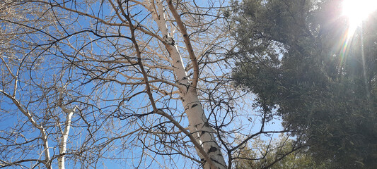tree branches against blue sky