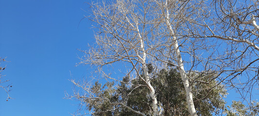 tree branches against blue sky