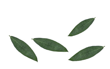 Sage herb Salvia officinalis leaves isolated on white background. Herb, spice, food background. Alternative medicinal plants, medical herb copy space.