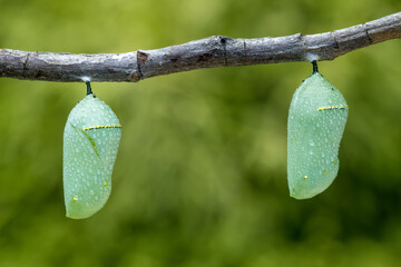 2 Monarch Butterfly Chrysalises after a gentle rain.