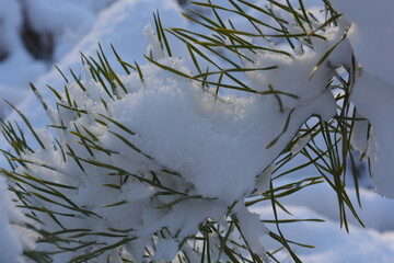Pine branch in snow. Green pine needles in snow. Winter background