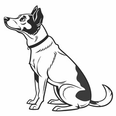 black and white dog
