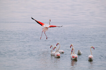 A flock of Greater Flamingos peacefully resting in the tranquil waters of Walvis Bay, Namibia, as one gracefully lands, wings outstretched.