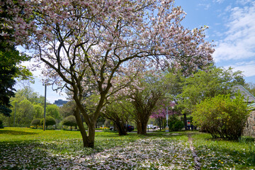 Naklejka premium Romantic Blossom tree over nature background in the Spring season flowers Background. Magnolia flower petals covering the grass.