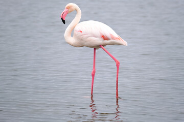 A graceful Greater Flamingo wading in the calm waters of Walvis Bay, Namibia. Its vibrant pink plumage contrasts beautifully with the serene backdrop.