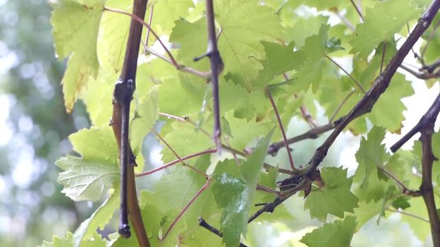 Rainy day in the vineyard-orchard