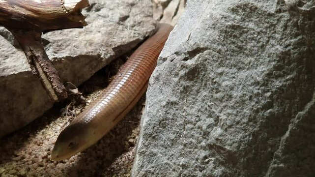 Sheltopusik or Pallas glass lizard or European legless lizard or European glass lizard, its scientific name is Pseudopus apodus