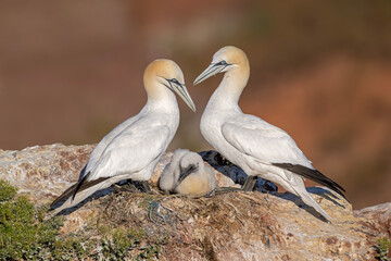 Familie Basstölpel auf ihrem Nest am Lummenfelsen Helgoland