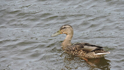 duck on the water
