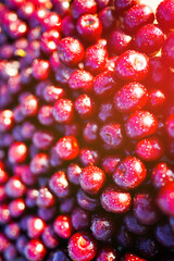 Cherry with drops water, background, texture. Lots of cherries on sunset. Cherry background. Beautiful Red berries background. Delicious Cherry berry background. Bunch of red cherries, vertical photo.