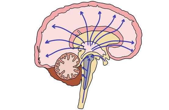 Simple diagram of Reticular activating system (RAS), the reticular formation. A network of neurons located in the brain stem. Illustration, drawing on white background.