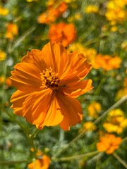 beautiful flower - cosmos 'bright lights', bright orange ruffly bloom, close up, summer pollinator garden