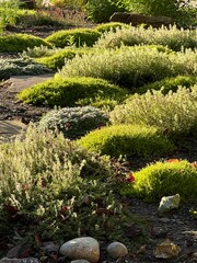 xeriscape shade ground cover plants, shades of green, scotch moss, creeping thyme, English thyme,...