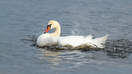 swan on the lake