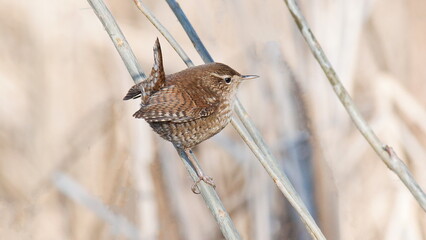 common reed warbler