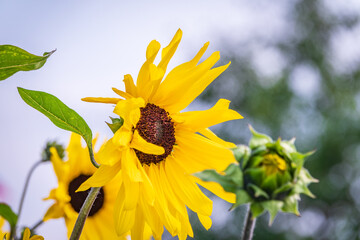 Close-up on the head of sunflower blooming, textures of stamens