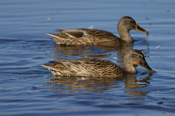 Close-up of swimming female mallard duck on the lake, two female mallard ducks on the lake, blue colors on the water surface, blue colors on the lake, light waves