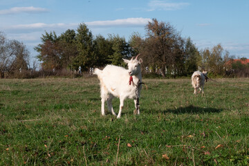 Obraz premium Goats graze on the meadow. Agriculture. Care of goats.