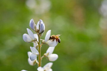 Flying honey bee collecting bee pollen from lupine flower. Bee collecting honey.bee on a flower, serving as a pollinator. The photo captures a close-up view of the bee interacting with the flower.
