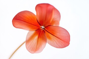 A close-up of a single red flower in a simple vase against a white background, perfect for adding a pop of color to any design
